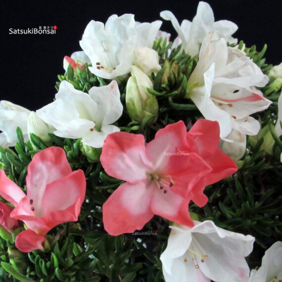 Azalea Satsuki Spp. - immagine 2