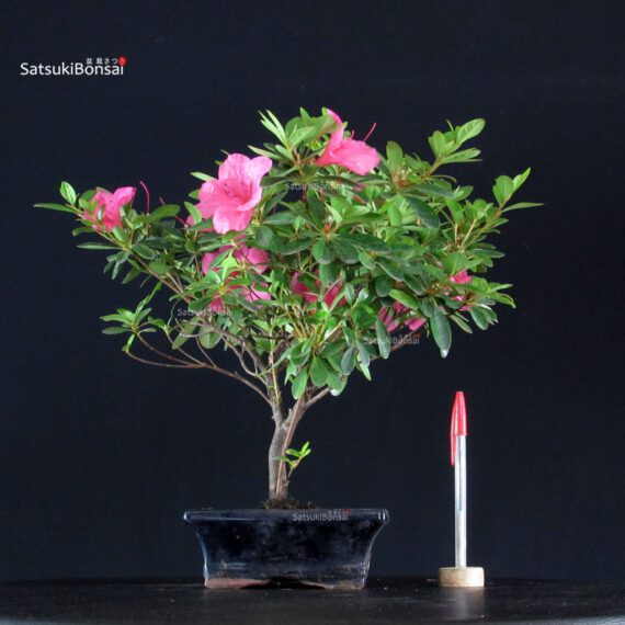 Azalea Indica - immagine 1