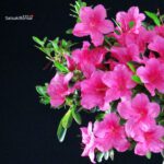 Azalea Indica - immagine 2