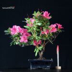 Azalea Indica
