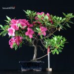 Azalea Indica