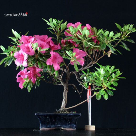 Azalea Indica - immagine 1