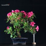 Azalea Indica