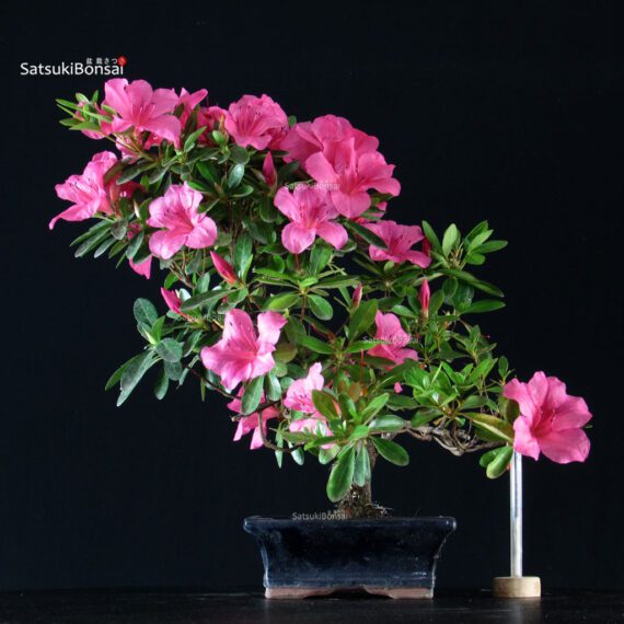 Azalea Indica - immagine 1