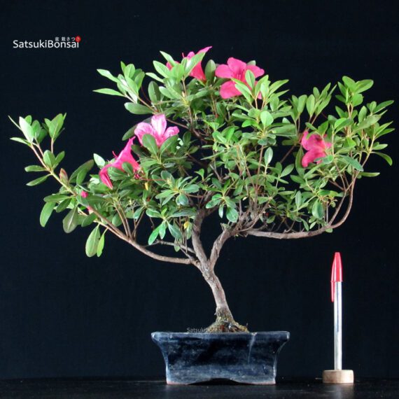 Azalea Indica - immagine 1