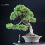 Pinus Thunbergii Kuromatsu