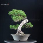 Pinus Thunbergii Kuromatsu - immagine 2