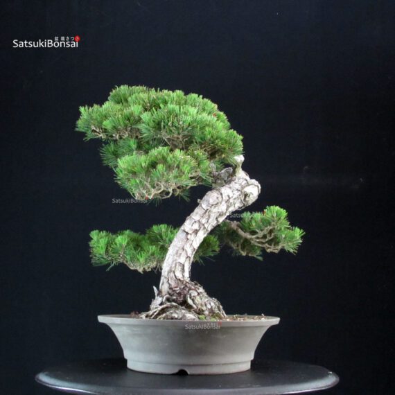 Pinus Thunbergii Kuromatsu - immagine 2
