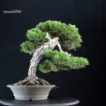 Pinus Thunbergii Kuromatsu - immagine 3