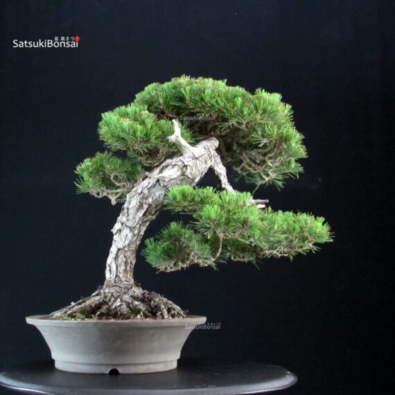 Pinus Thunbergii Kuromatsu - immagine 3