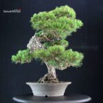 Pinus Thunbergii Kuromatsu - immagine 4