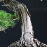 Pinus Thunbergii Kuromatsu - immagine 6