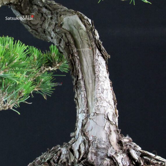 Pinus Thunbergii Kuromatsu - immagine 6