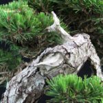 Pinus Thunbergii Kuromatsu - immagine 5