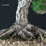 Pinus Thunbergii Kuromatsu - immagine 7