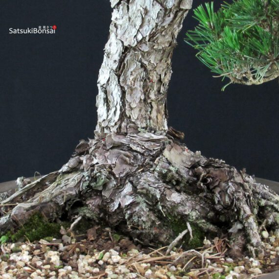 Pinus Thunbergii Kuromatsu - immagine 7