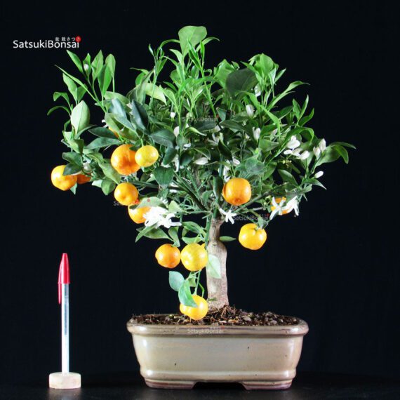 Stock 35 pcs. Citrus Mitis - Calamondino - immagine 2