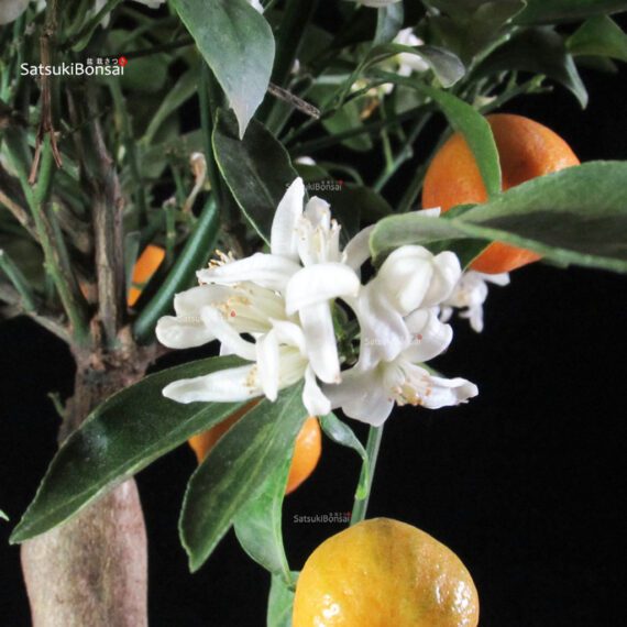 Stock 35 pcs. Citrus Mitis - Calamondino - immagine 4