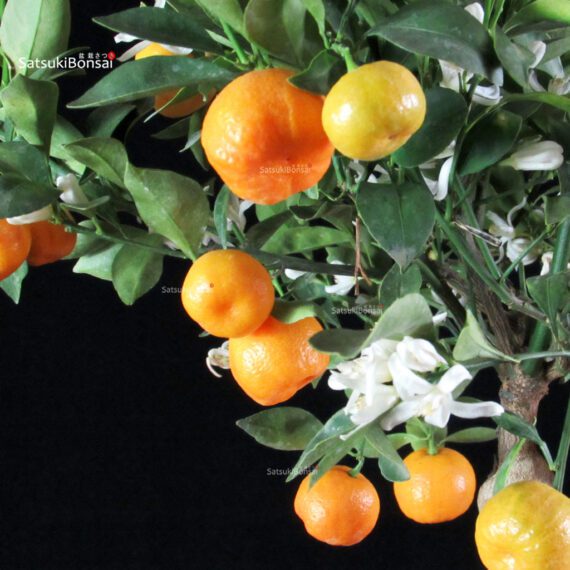 Stock 35 pcs. Citrus Mitis - Calamondino - immagine 3