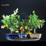 Stock 35 pcs. Citrus Mitis - Calamondino