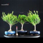 Stock 10 pcs. Syzygium