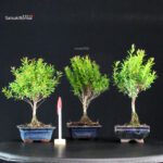 Stock 50 pcs. Syzygium