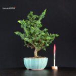 Chamaecyparis Obtusa - Sekka Hinoki