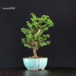 Chamaecyparis Obtusa - Sekka Hinoki - immagine 2