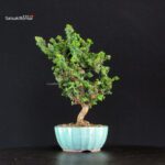 Chamaecyparis Obtusa - Sekka Hinoki - immagine 3