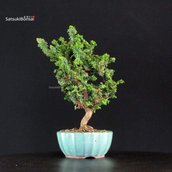 Chamaecyparis Obtusa - Sekka Hinoki - immagine 3