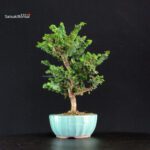 Chamaecyparis Obtusa - Sekka Hinoki - immagine 4