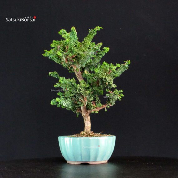 Chamaecyparis Obtusa - Sekka Hinoki - immagine 4