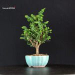 Chamaecyparis Obtusa - Sekka Hinoki - immagine 2