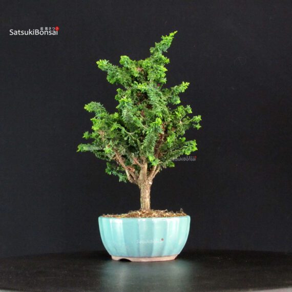 Chamaecyparis Obtusa - Sekka Hinoki - immagine 2
