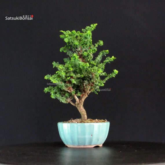 Chamaecyparis Obtusa - Sekka Hinoki - immagine 3