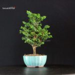 Chamaecyparis Obtusa - Sekka Hinoki - immagine 4