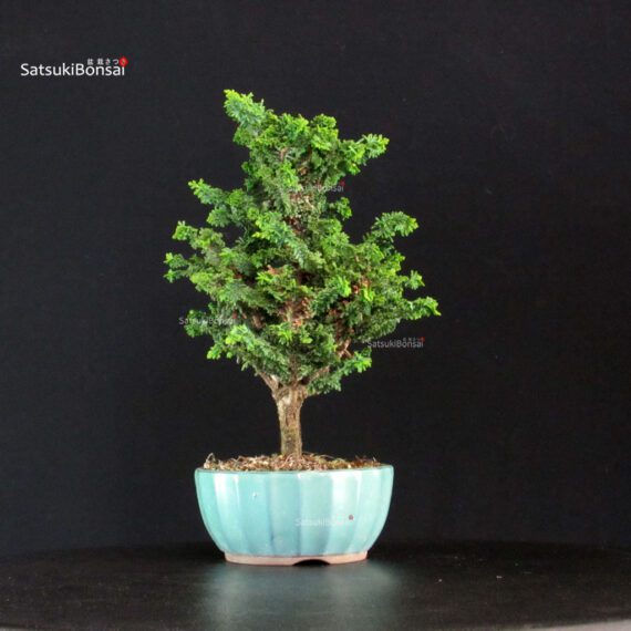 Chamaecyparis Obtusa - Sekka Hinoki - immagine 4