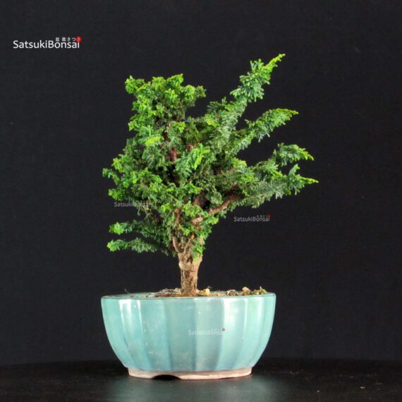 Chamaecyparis Obtusa - Sekka Hinoki - immagine 2