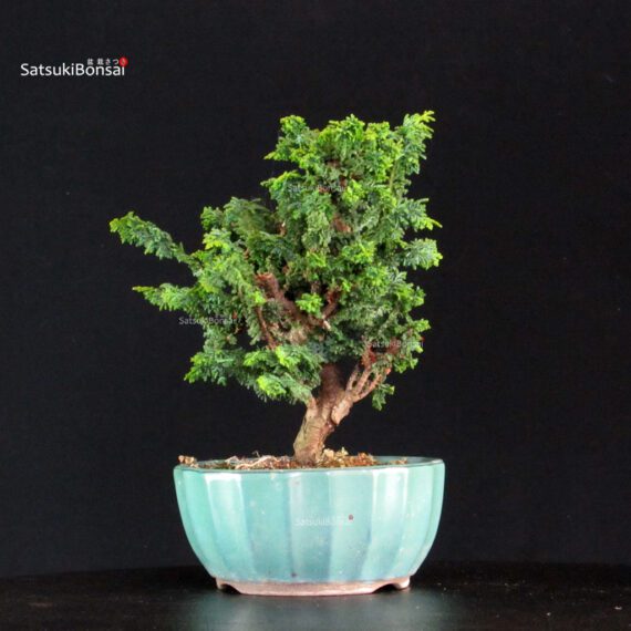 Chamaecyparis Obtusa - Sekka Hinoki - immagine 3