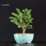 Chamaecyparis Obtusa - Sekka Hinoki - immagine 4
