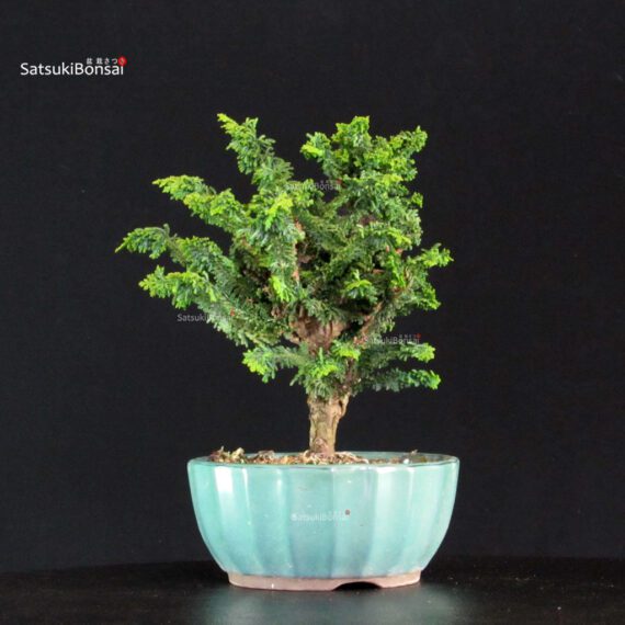 Chamaecyparis Obtusa - Sekka Hinoki - immagine 4