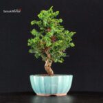 Chamaecyparis Obtusa - Sekka Hinoki - immagine 2