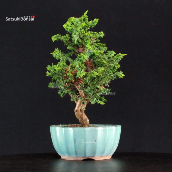 Chamaecyparis Obtusa - Sekka Hinoki - immagine 2
