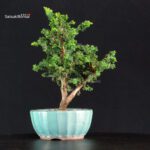 Chamaecyparis Obtusa - Sekka Hinoki - immagine 3