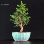 Chamaecyparis Obtusa - Sekka Hinoki - immagine 4