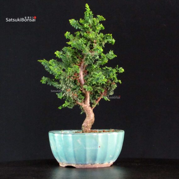 Chamaecyparis Obtusa - Sekka Hinoki - immagine 4