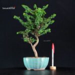 Chamaecyparis Obtusa - Sekka Hinoki