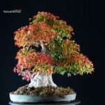 Acer Buergerianum - Kaede VENDUTO - immagine 3
