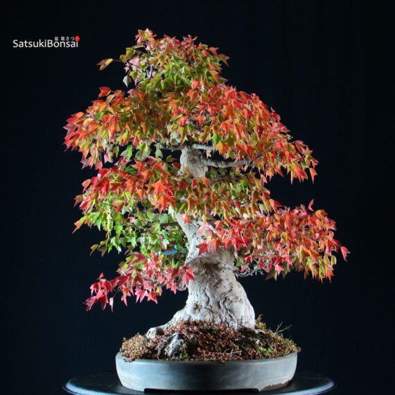Acer Buergerianum - Kaede VENDUTO - immagine 4