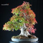 Acer Buergerianum - Kaede VENDUTO